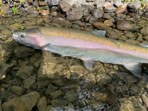 Steelhead Trout – Snake River Basin DPS | Species Conservation