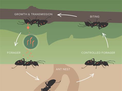 Ant: Ant Life Cycle