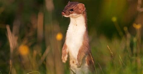 Stoat vs Weasel: 5 Key Differences - IMP WORLD