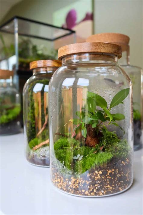 What Is a Terrarium? A Quick Horticultural Handbook