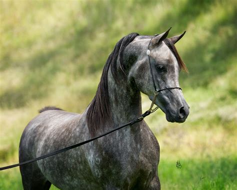 ALLEGIANCE MI :: Mulawa Arabian Stud | Sydney Australia | Horses, Arabians, Grey horse