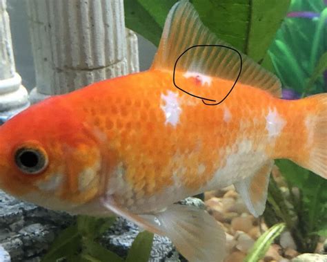 Goldfish Diseases: How to Tell If Your Goldfish Is Sick | UK Pets