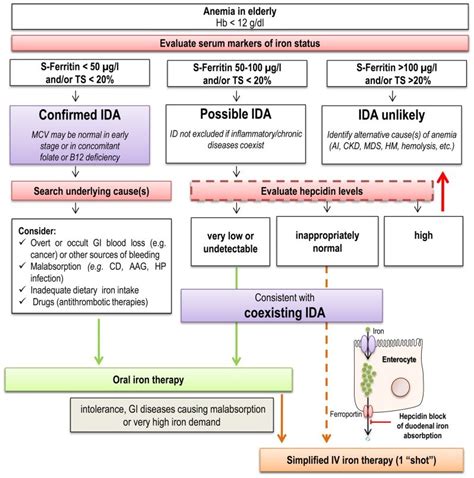 Iron Deficiency Anemia Algorithm