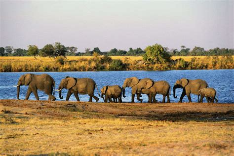 Chobe National Park - Botswana: Get the Detail of Chobe National Park ...