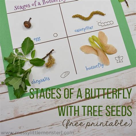 stages of a butterfly life cycle with free printables