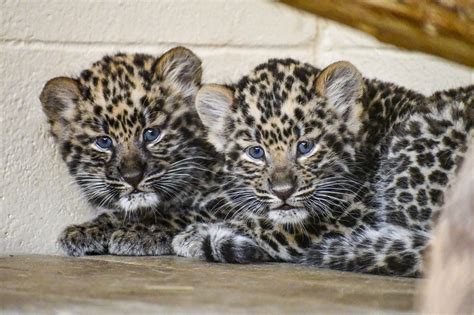 Rare Amur leopard cubs begin to explore their home at Cheyenne Mountain ...