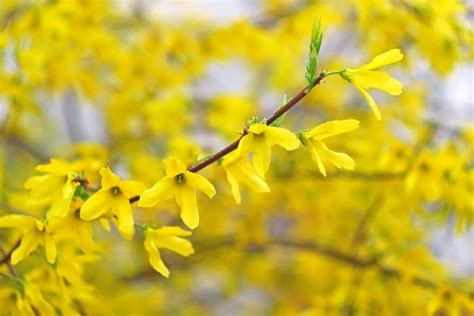 Ultimate Guide to Forsythia Flower Meaning - Petal Republic