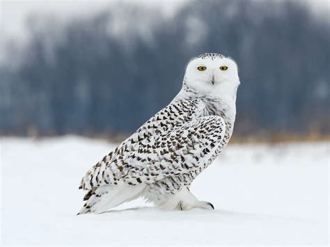 Snowy Owl Migration (Everything Explained) | Birdfact