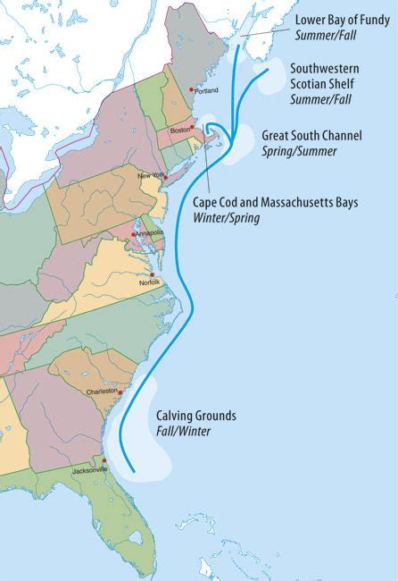 right whale, migration, map, distribution | Whale migration, Ocean mammal, Whale