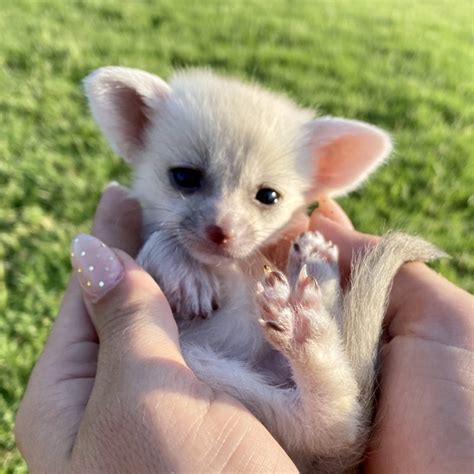 Female fennec foxes for sale | Baby Fennec Foxes For Sale