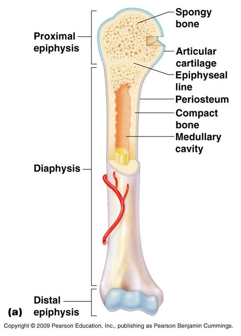 anatomy of a bone clear image | Human body anatomy, Human bones anatomy, Basic anatomy and ...