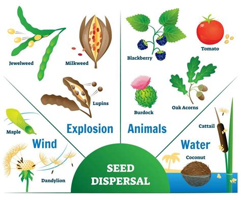 Seed Dispersal | KS3 Biology Revision