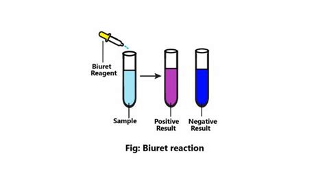 What is biuret reaction? - ScienceQuery