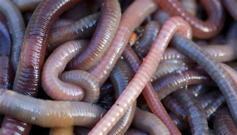 Earthworm Characteristics | Sciencing