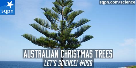 Australian Christmas Trees