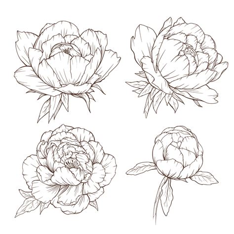 Peony Flower Drawing