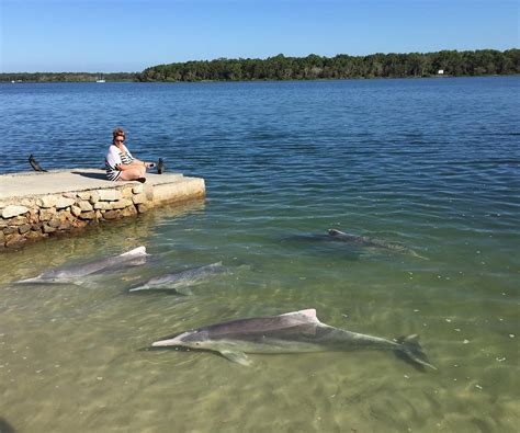 Barnacles Dolphin Centre (Tin Can Bay) - ATUALIZADO 2022 O que saber antes de ir - Sobre o que ...