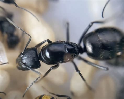 10 Amazing Facts About Queen Ants