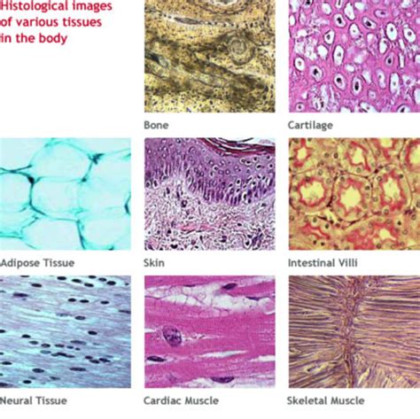 Muscle Tissue Types And Functions Quizlet - Inkstained-Rapier