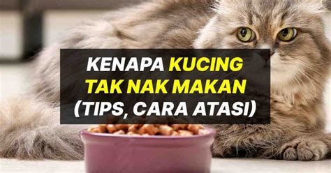 Ini Sebab Kenapa Kucing Tak Nak Makan Dan Minum