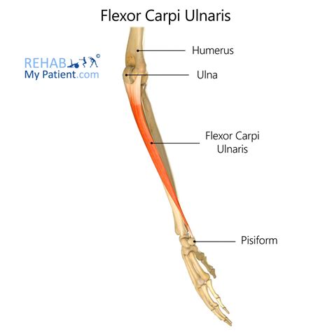 Flexor Carpi Ulnaris | Rehab My Patient