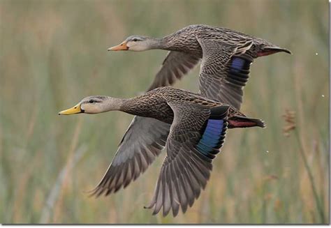 Identification of Mottled Duck | Animals beautiful, Mottled, Duck