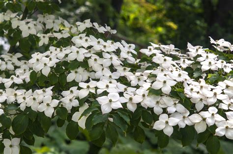 12 Beautiful Dogwood Trees and Shrubs | Dogwood trees, Dogwood tree ...