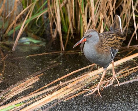 Water Rail - BirdWatch Ireland