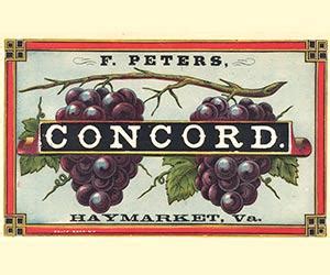 Concord Wine Information