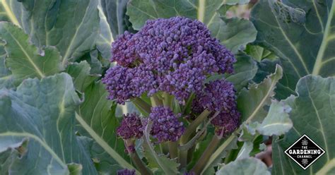 How to Grow Purple Sprouting Broccoli - Gardening Channel