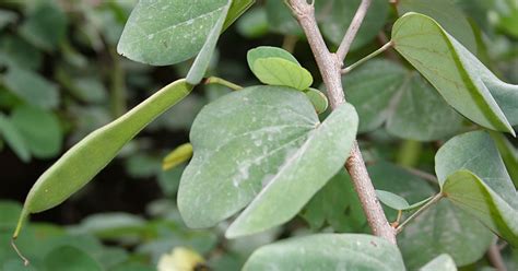 Kachnar (Bark), Bauhinia tomentosa - Top Quality Herbs & Tinctures