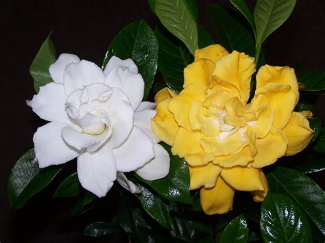 Gardenia White Gold - Pohlmans The Plant People - Phone 07 5462 0477