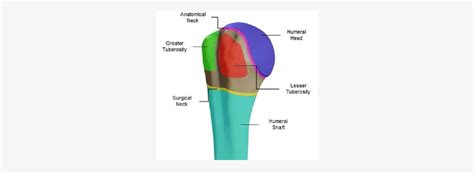 Figure 1 from Proximal Humerus in Biomechanical Studies | Semantic Scholar