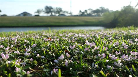 'Florida snow' returns to blanket the Space Coast