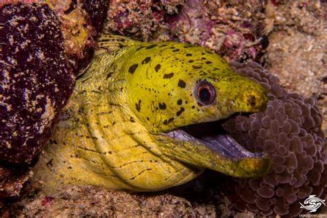 Fimbriated Moray Eel-Facts and Photographs | Seaunseen