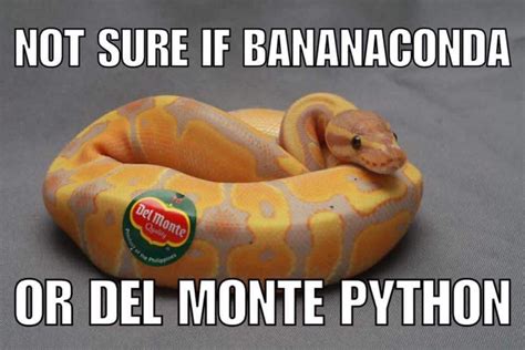 Bananaconda! | Funny animal memes, Funny animal pictures, Funny animals