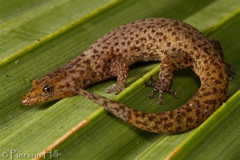 Flickriver: Photoset 'Florida Reef Gecko (Sphaerodactylus notatus)' by Pierson Hill