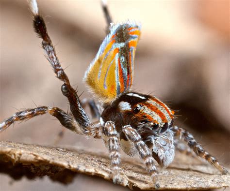 Peacock Spider (Maratus Volans)