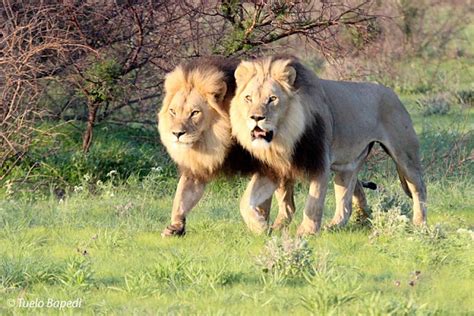 Black-Maned Lion Drama in the Kalahari!