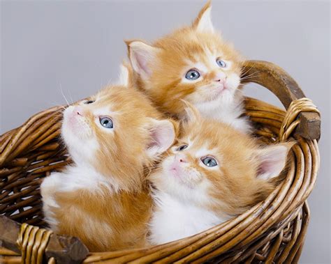 Three Cats Wallpapers - Wallpaper Cave