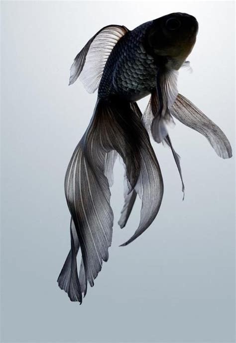 Refreshing, Fascinating And Pretty Fish Photography - Bored Art