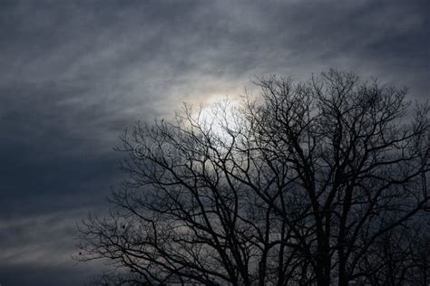 Night Landscape Moonlight through Branches of a Tree Stock Photo - Image of glowing, creepy ...