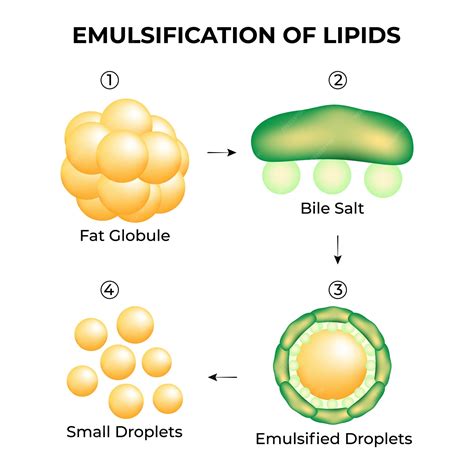 Premium Vector | Emulsification Of Lipids Vector Illustration Fat ...