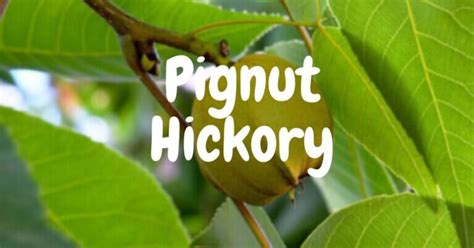 Pignut Hickory | Properties, Uses, and Identification - Timber Blogger