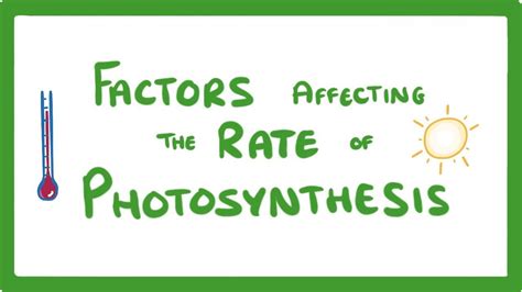 Factors Affecting Photosynthesis Worksheet - FactorWorksheets.com