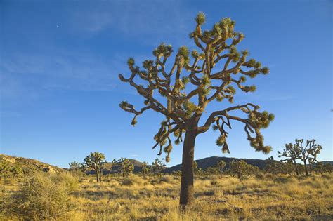 Exploring Joshua Tree National Park