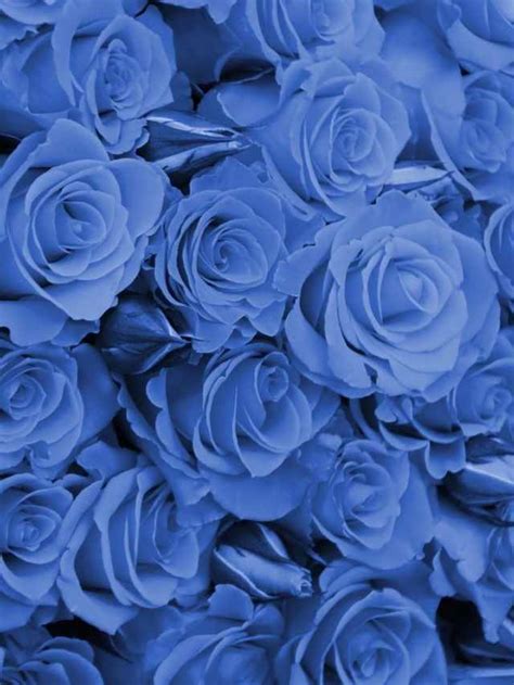 Symbolism Of Blue Roses And Spiritual Meaning | Sarah Scoop