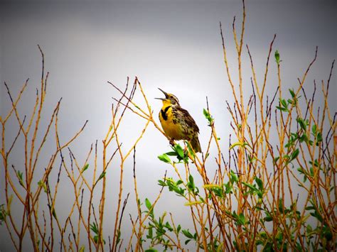 Kansas State Bird – Western Meadowlark – 50States.com – 50states