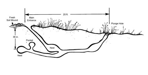 Groundhog Burrow Diagram - Wiring Diagram Pictures