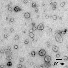 Vesicles Microscope